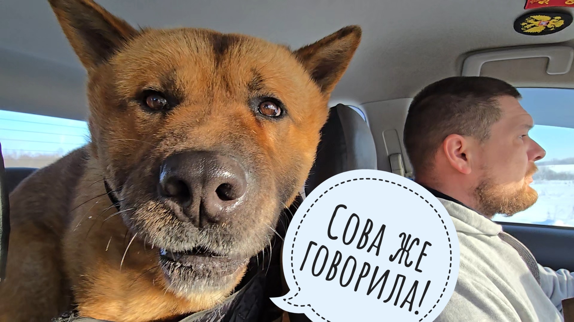 Бесполезная поездка Пса Кубика к ветеринару! Правильно сова Ёль утром велела дома сидеть! смотреть онлайн