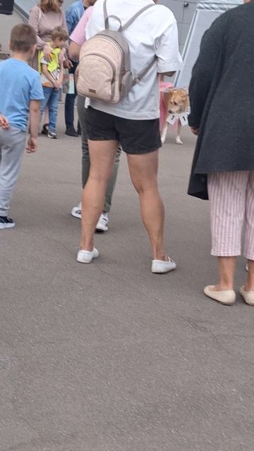 показ собак