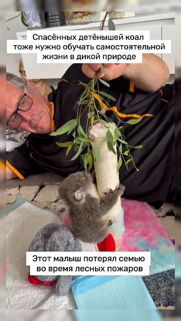 Обучение для малыша #коала #животные #милота #мило #shorts #short #shortvideo #video #малыш #природа Обучение для малыша #коала #животные #милота #мило #shorts #short #shortvideo #video #малыш #природа