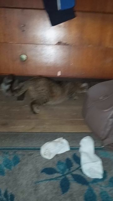 просто видос смотреть онлайн