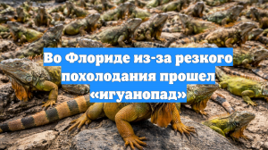 Во Флориде из-за резкого похолодания прошел «игуанопад»