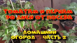 Томатам и перцам 90 дней. Огород на окне. Ч.2.