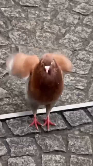 ::ⲙ᧐ё ᧘юδᥙⲙ᧐ᥱ ʙᥙдᥱ᧐🕊️||ʙᥙдᥱ᧐ ᥙᤋ ᥰᥙнᴛᥱρᥱᥴᴛ! 🍄|| #ᴦ᧐᧘уδᥙᥙᥙ🤪 смотреть онлайн