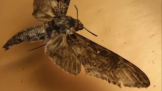 БРАЖНИКИ: 667. Poliana wintgensi