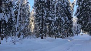 Божественный нектар зимнего леса