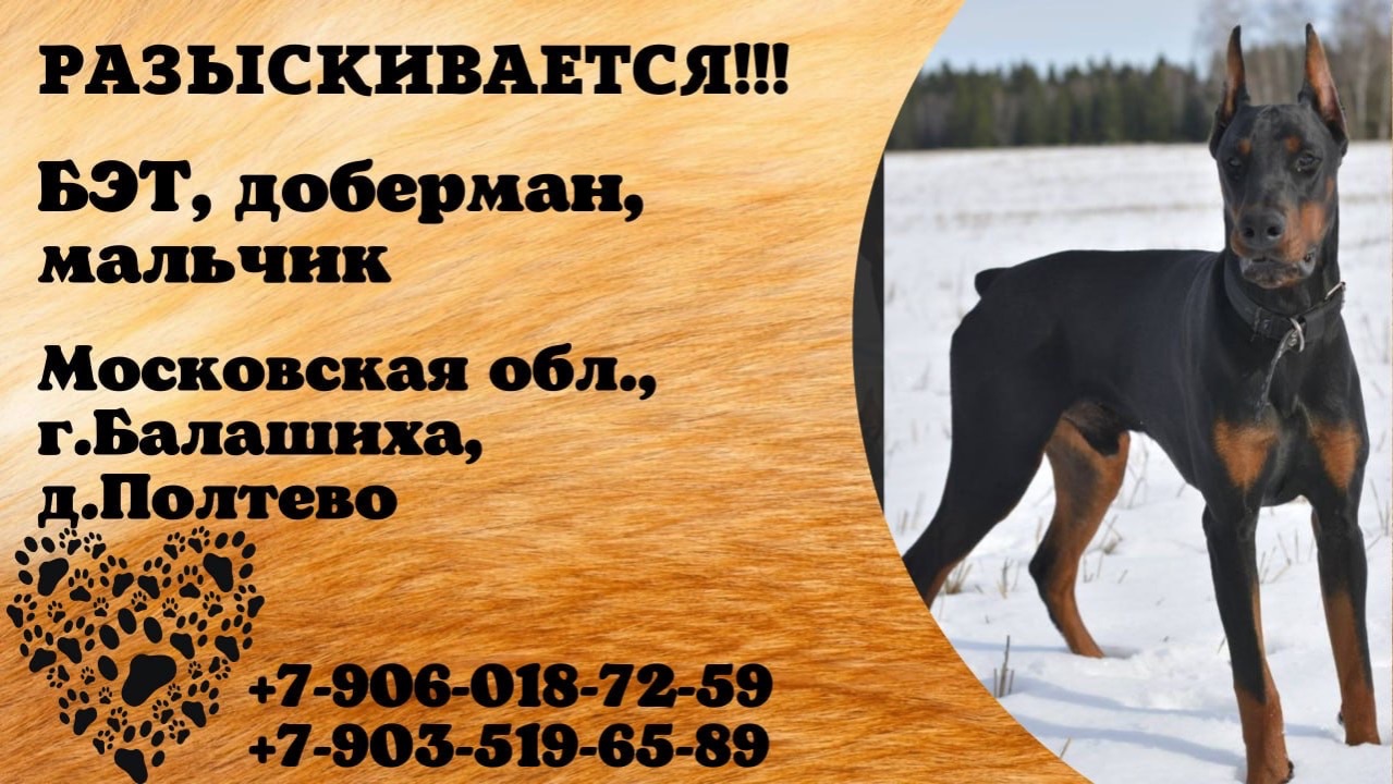 Пропала собака! БЭТ, доберман, мальчик.