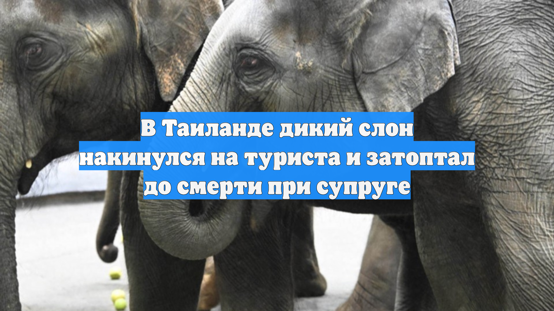 В Таиланде дикий слон накинулся на туриста и затоптал до смерти при супруге смотреть онлайн