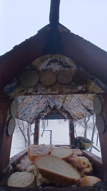 1000009493.mp4Жизнь кормушки.03.02.2026г.