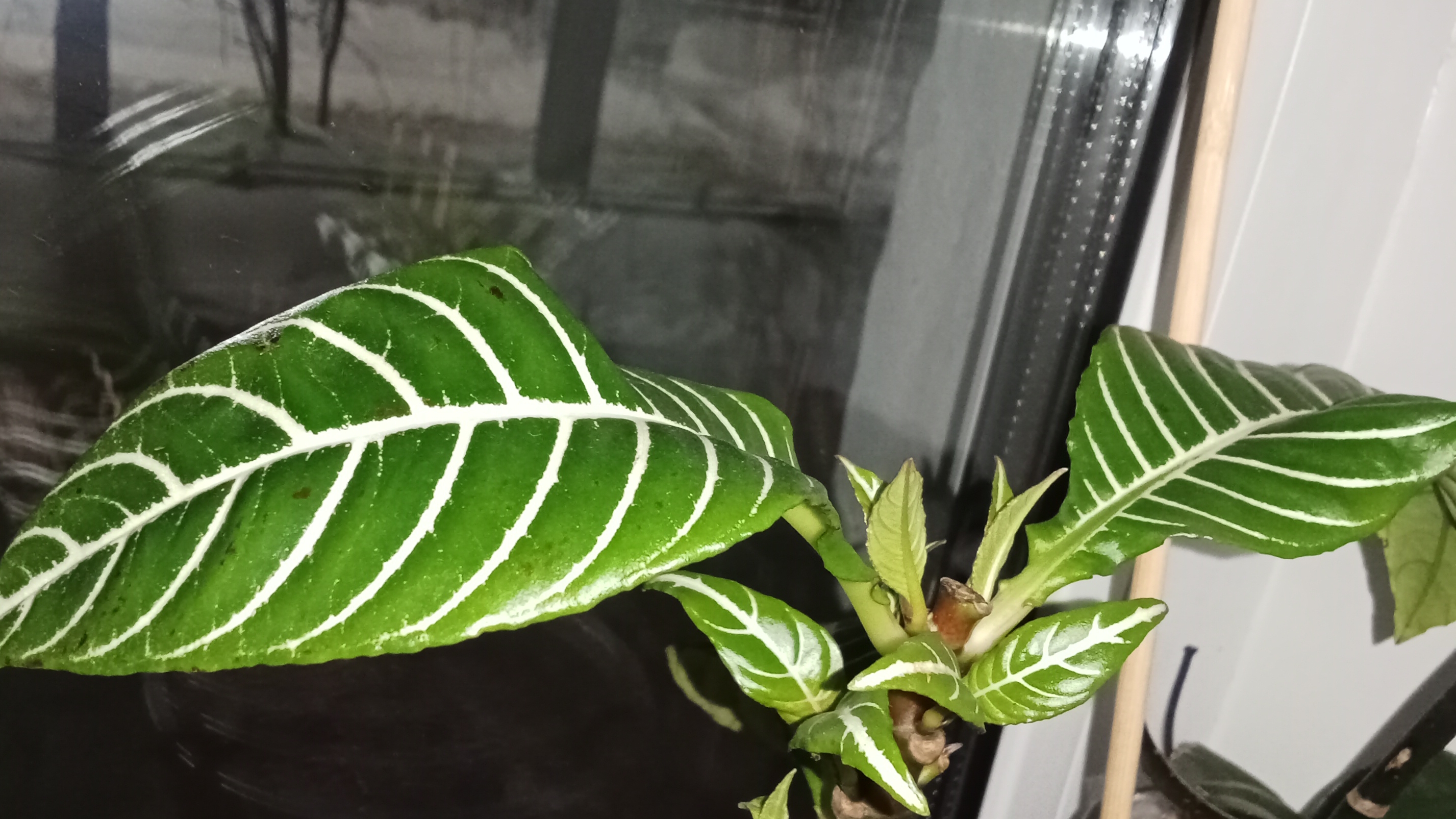 Каланхоэ будет цвести! Орхидеи живы, но… Новый зелёный питомец🪴 Эксперты с «щючьим хвостом» итд Каланхоэ будет цвести! Орхидеи живы, но… Новый зелёный питомец🪴 Эксперты с «щючьим хвостом» итд