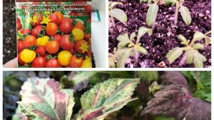 Всходы горшечных томатов и петуний, колеусы, посадили грецкий орех