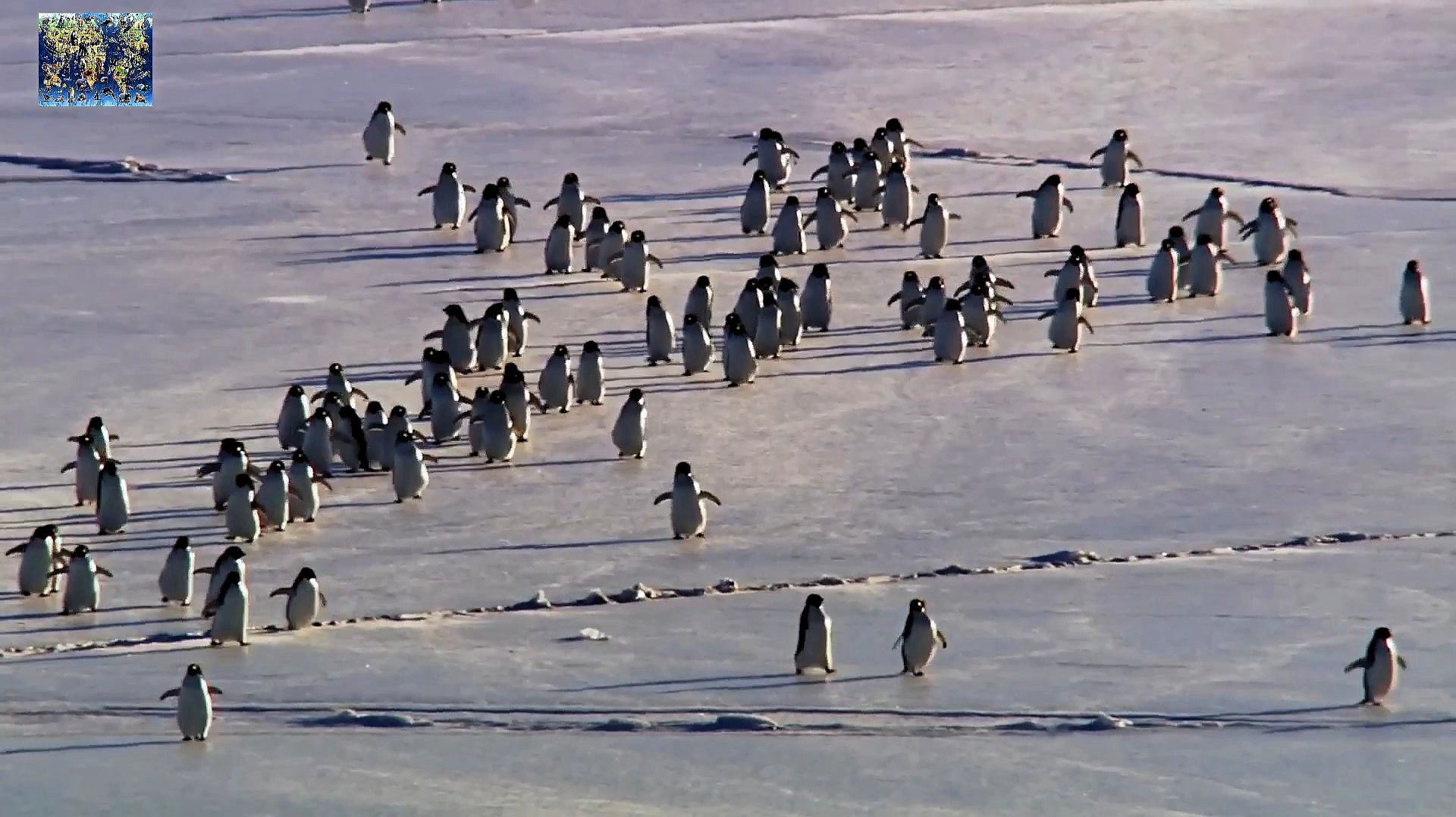 Миграция пингвинов смотреть онлайн