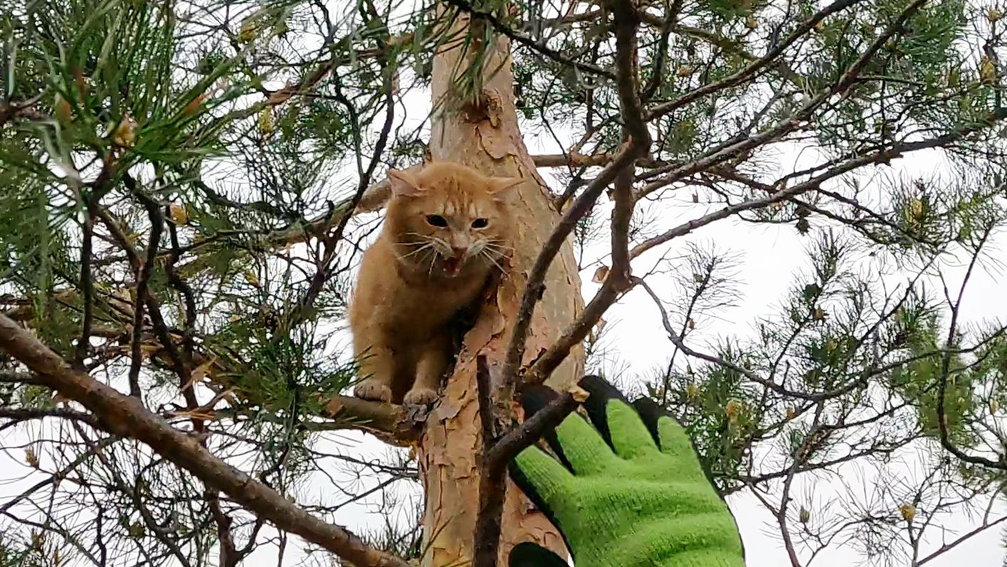 Несговорчивый но говорливый рыжий в тихом месте