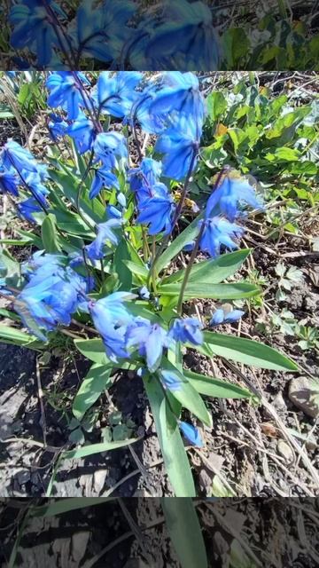 ЖИЗНЬ В РОЗОВОМ.