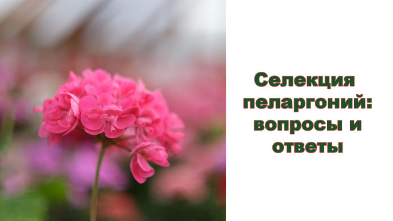 Селекция пеларгоний в вопросах и ответах. Занимаемся селекцией с 2013 года. смотреть онлайн