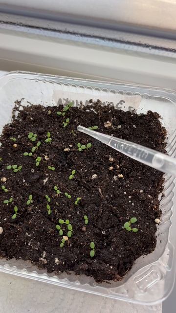 Рассада🌱 #рассада #огород #дача #дом #уют #зима #первыевсходы