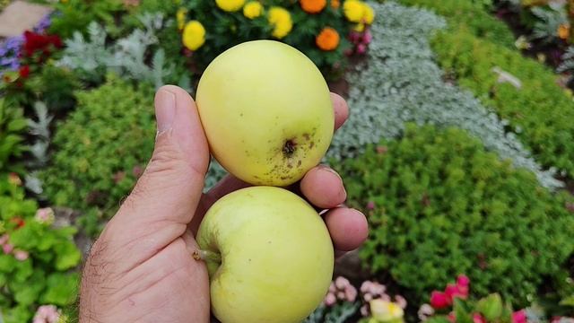 Налив исетский — северная альтернатива Белому наливу