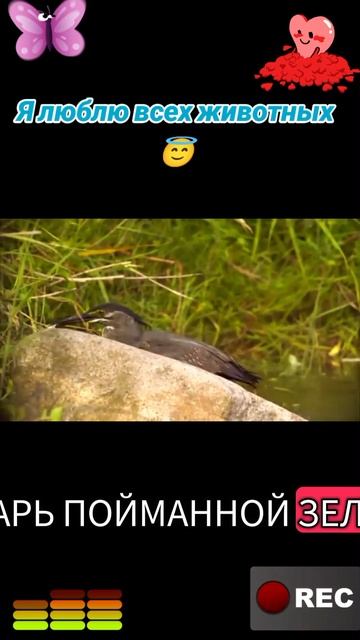 Я люблю всех животных😇 смотреть онлайн