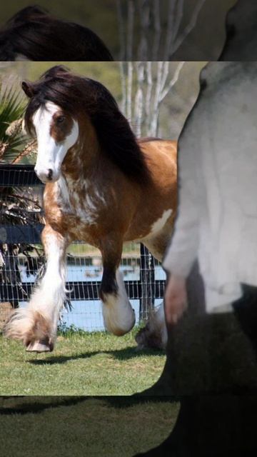 I love horsesя люблю лошадей