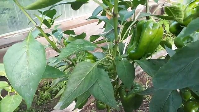 2186.  Знакомьтесь — перцы Екатерина и Гурме.