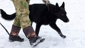 Кинолог предупредил об опасных командах при дрессировке собак