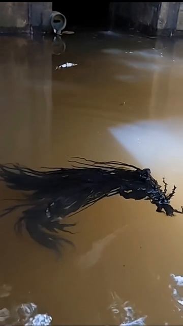 Живой организм из канализационного стока, старое видео #Архив #зоология #наука #природа #животные