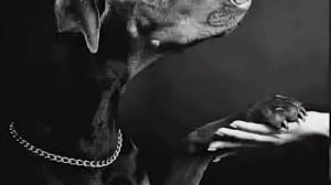 Дай, Джим, на счастье лапу мне! Сергей Есенин.