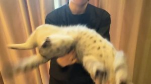 2025-12-12 06.11.54-Video-白日梦想家-#蹦迪猫 #毛孩子日常 #抽象猫咪 #刀马刀