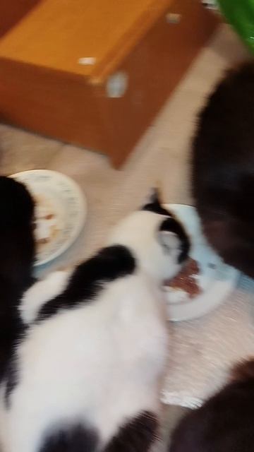 3 февраля😺🐱😺🥣