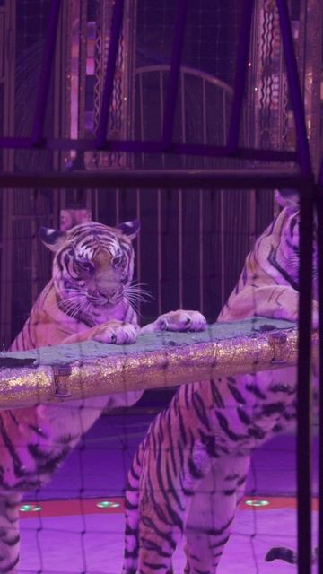 A013C204_260131OS_DABTV