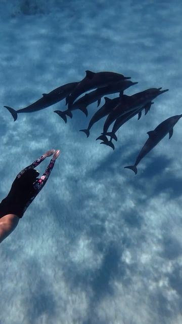 🐬 Дельфины на Мальдивах