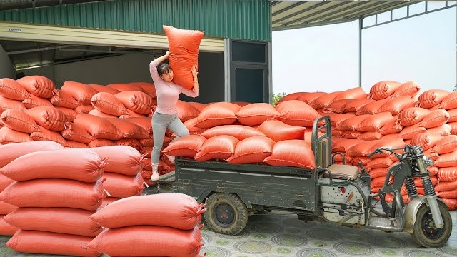Покупаю тонну кукурузных зерен и продаю их сельским жителям в качестве корма для животных. Фуонг смотреть онлайн