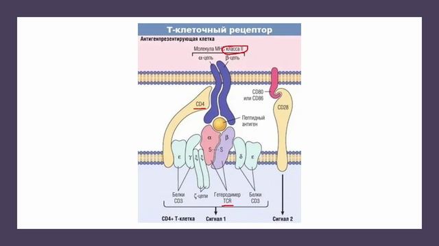 Нормальный иммунный ответ — часть 2 (Блок 5, Лекция 1) Нормальный иммунный ответ — часть 2 (Блок 5, Лекция 1)
