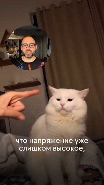 Признаки стресса у кошек