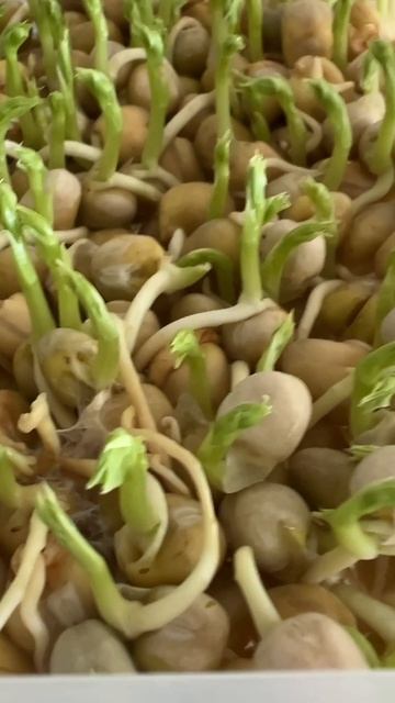 Привет, бабуль! Проращиваем горох #shorts