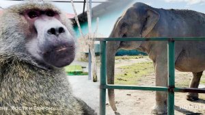 Дрессура на уровне! Рокки ЗНАЕТ СЛОВА и КОМАНДЫ! Главное не жевать! Магда угостилась, плюнула и ушла