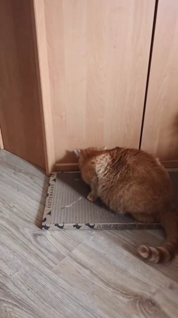 Прекрасная когтеточка у прекрасной кошки❤️