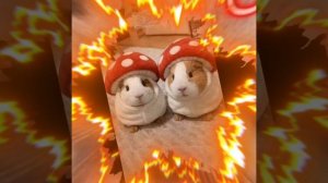 Итоги конкурса Вероники 🥳💖