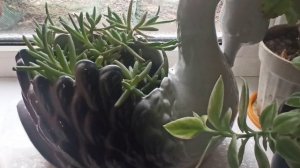 А, у нас зима всё шалит и шалит!