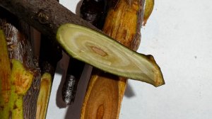 состояние на 2 февраля черешни и сливы. после январских морозов.