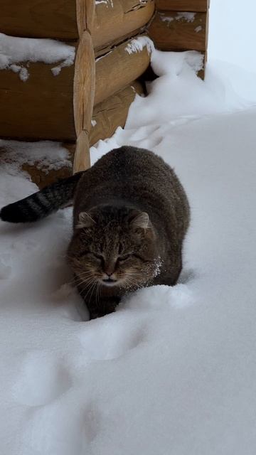 Барсентий 03-02-2026