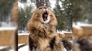 Почему кошки — лучшие антидепрессанты? Смотрим видео и убеждаемся!