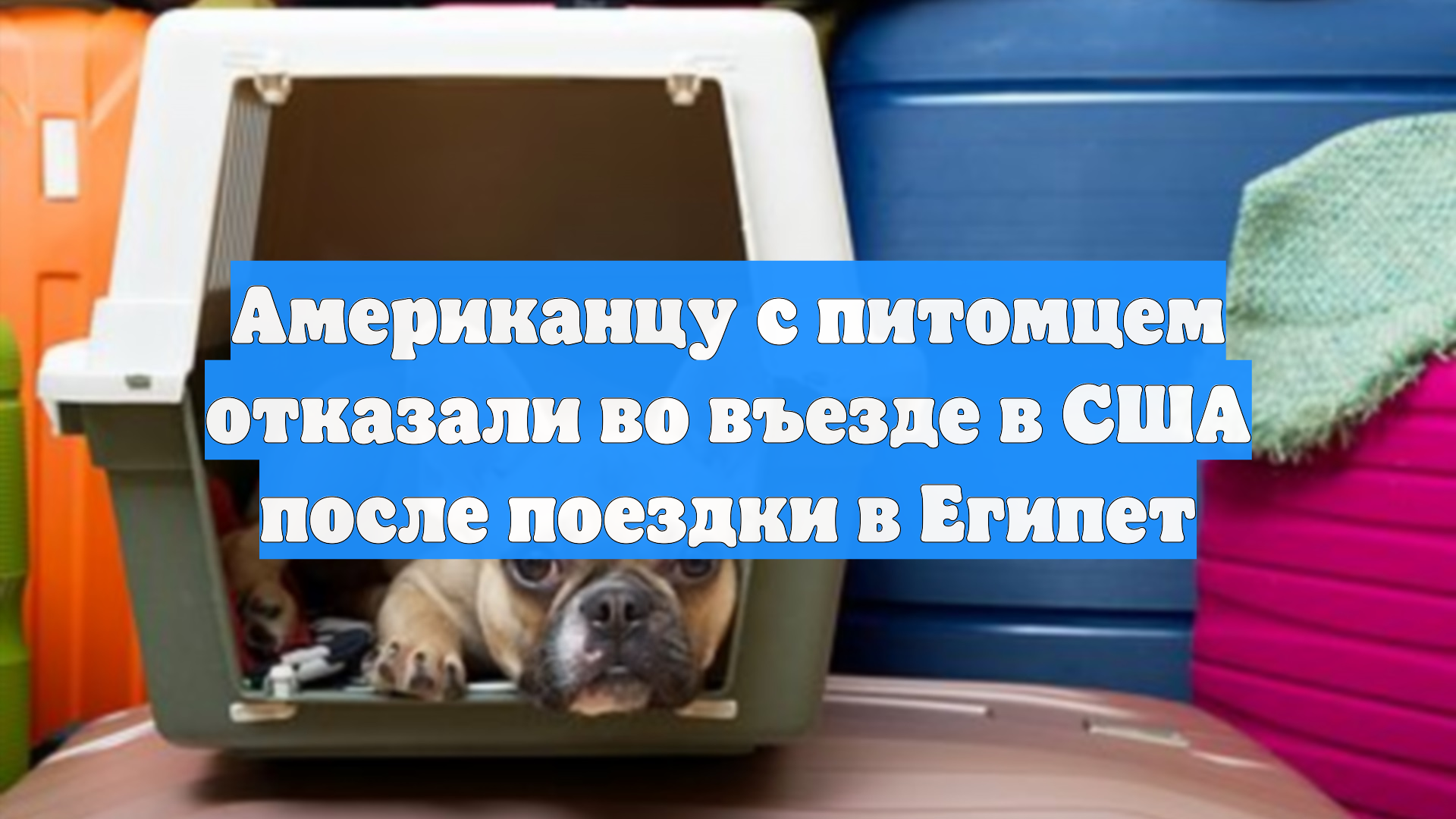 People: Американца с щенком не пустили в США из-за нового закона смотреть онлайн