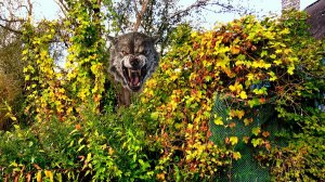 Заросшая деревня