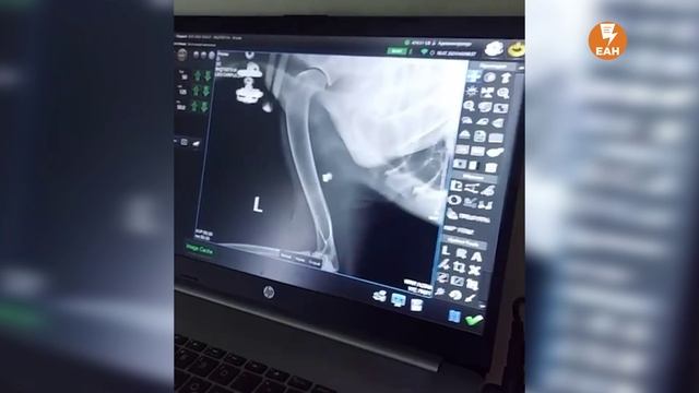 Похитителем плюшевого медведя и цветов в Екатеринбурге оказался хронический живодер