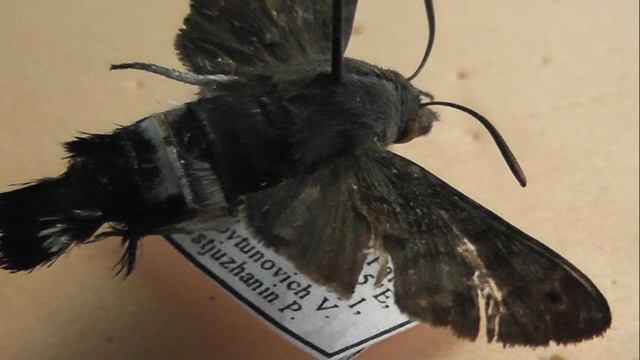 БРАЖНИКИ: 668. Leucostrophus commasiae