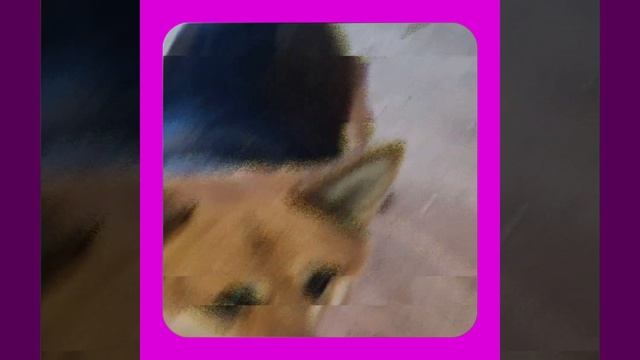 1000047724.mp4 (Собака наблюдает за устройством лестницы на 2 этаж в доме А-фрейм)