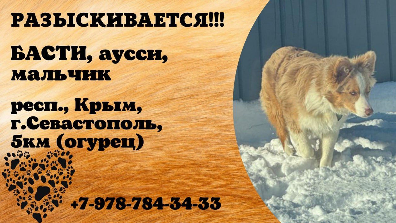 Пропала собака! БАСТИ. Аусси. Мальчик. респ. Крым,  г. Севастополь