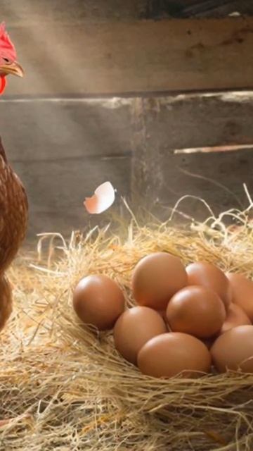 🐔📢 Почему курица ОРЁТ после яйца? То, о чём молчат хозяева и фермы 🤯🥚   Вы замечали, что курица