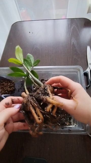 Пересадка замиокулькаса Акебоно Минт