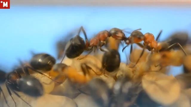 Рыжие лесные муравьи содержание в домашних условиях
